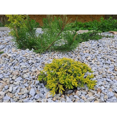 Granit 16-22 mm grys granitowy dalmatyńczyk kamień naturalny do ogrodu 1000 kg TONA